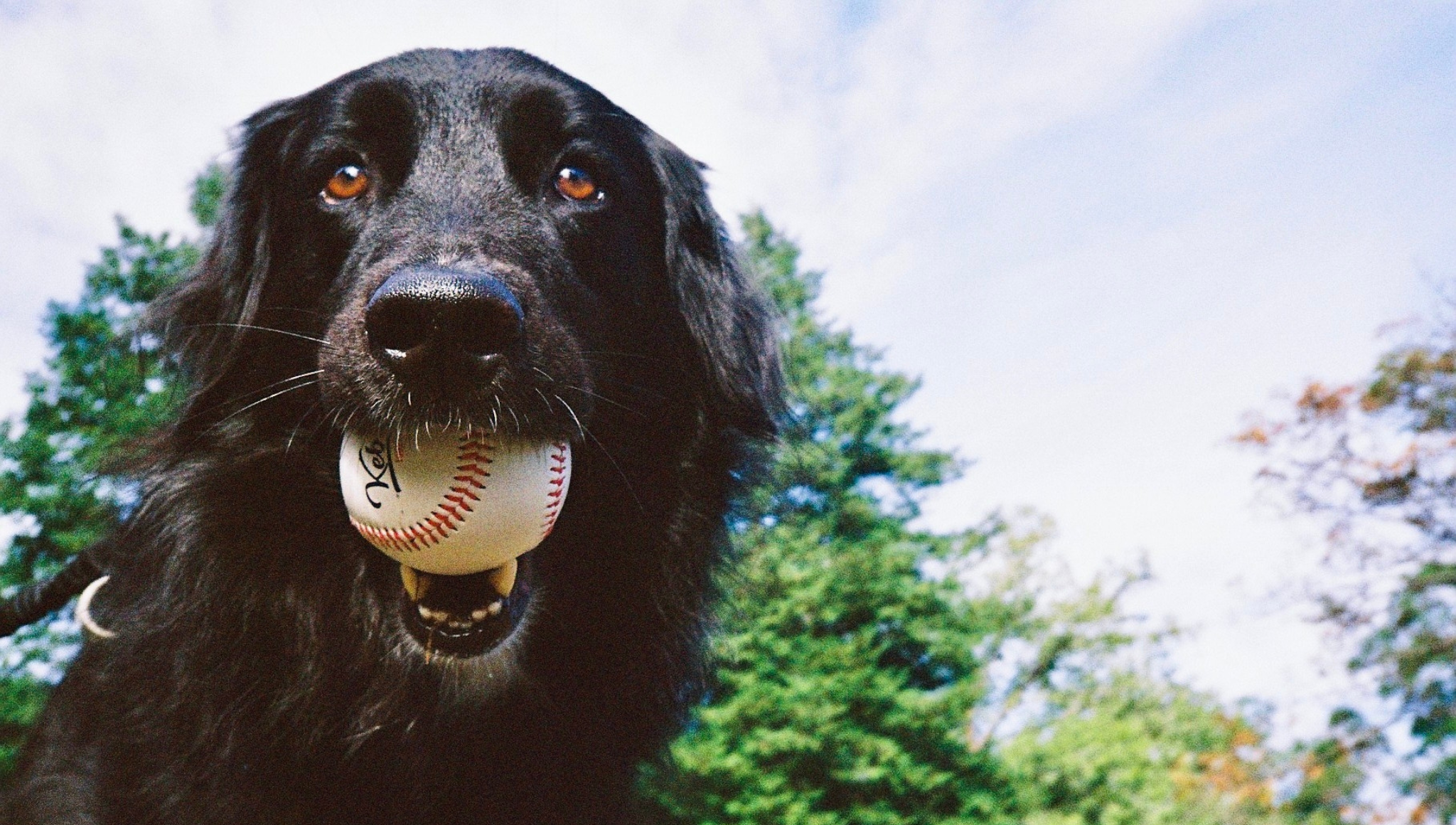 BASEBALL DOG COLLECTION